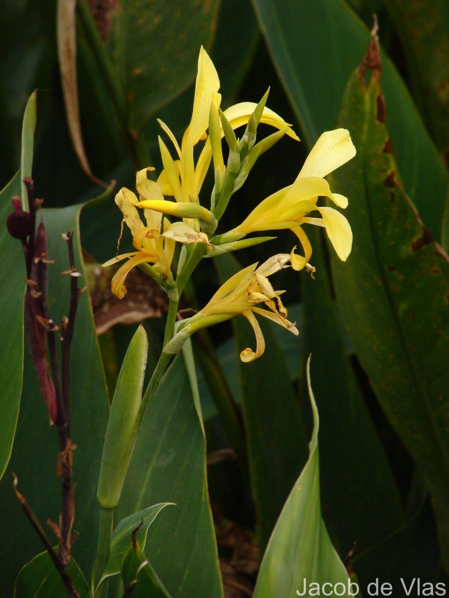 Canna indica L.